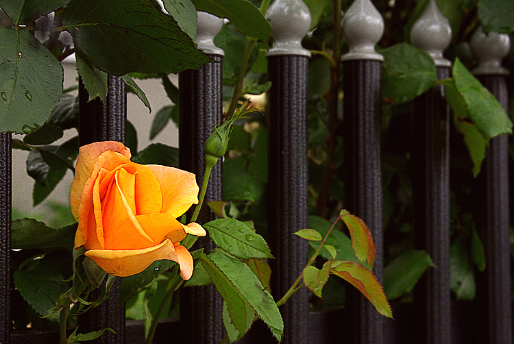 Peeking Through the Fence