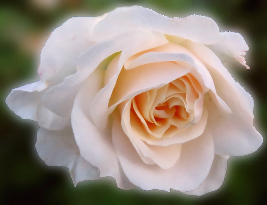 A Beautiful Rose