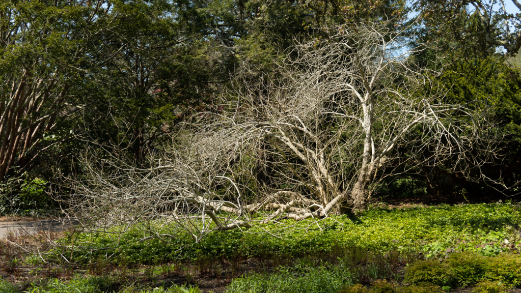 Heritage Gardens