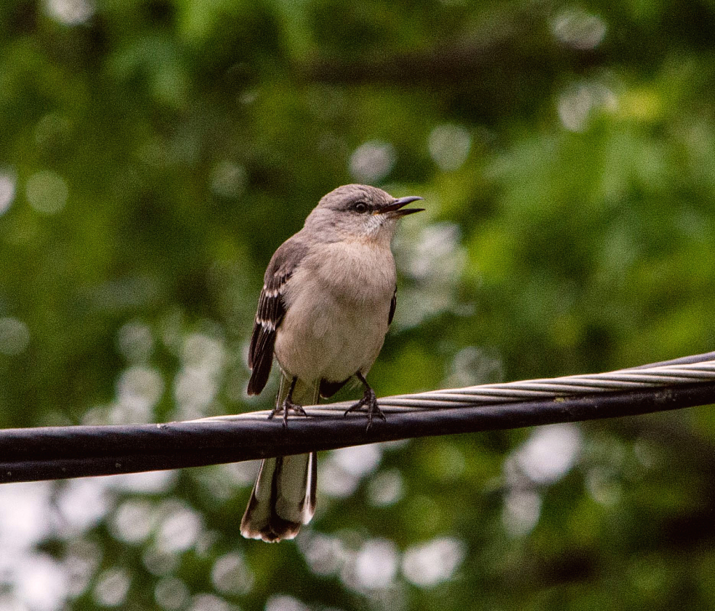 Small Wren