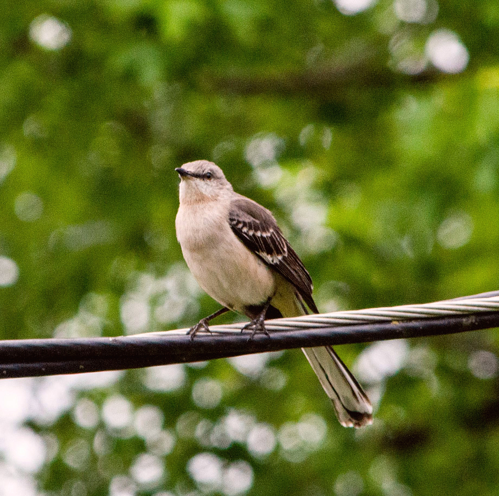 Mockingbird