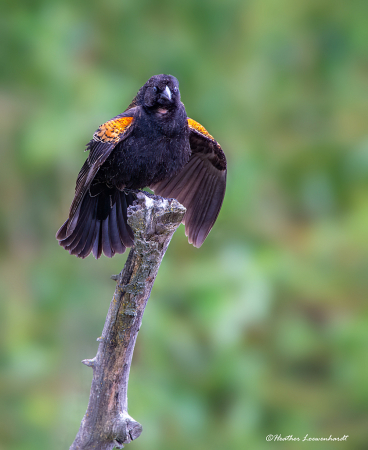 Red-Winged Blackbird in Action