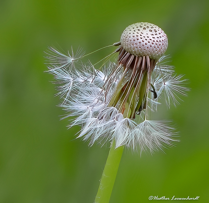 Seeds Of Life