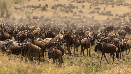 Wildebeest Gathering For the Migration