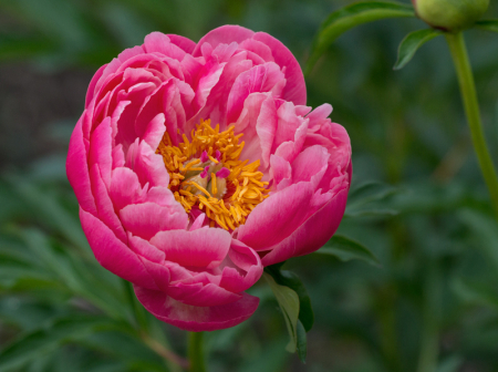 'Tis the Season of the Peony 