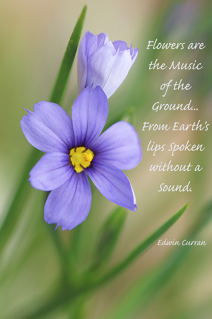 Flowers are the Music...