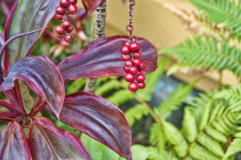 Foliage & Fruit