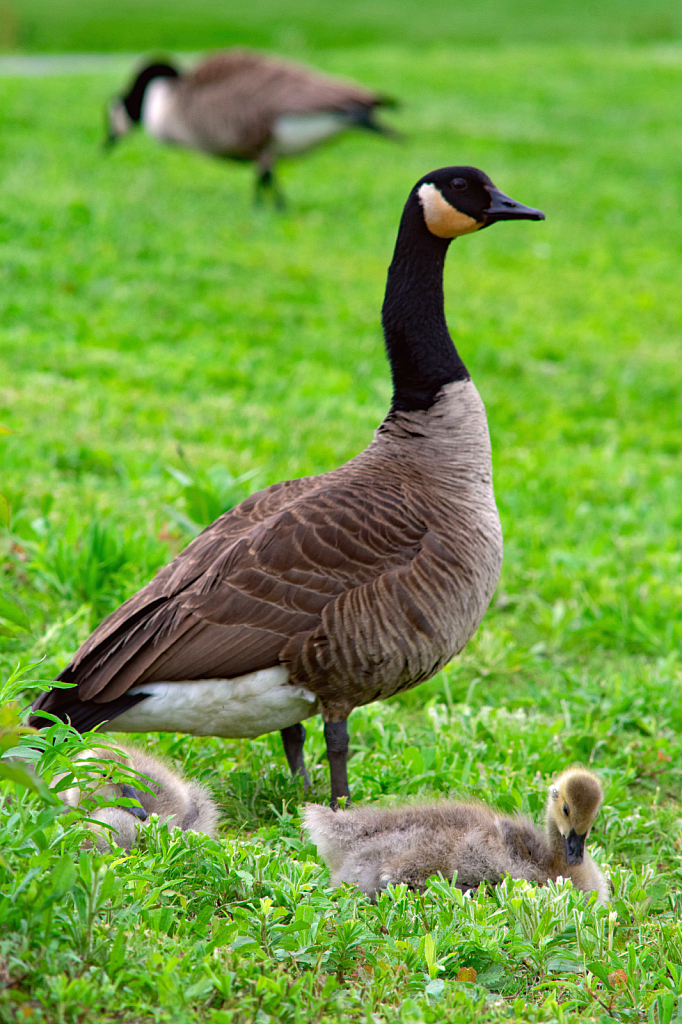A Canada Goose With Goslings