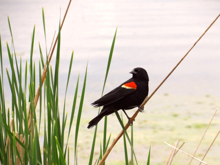 Blackbird In Wetlands