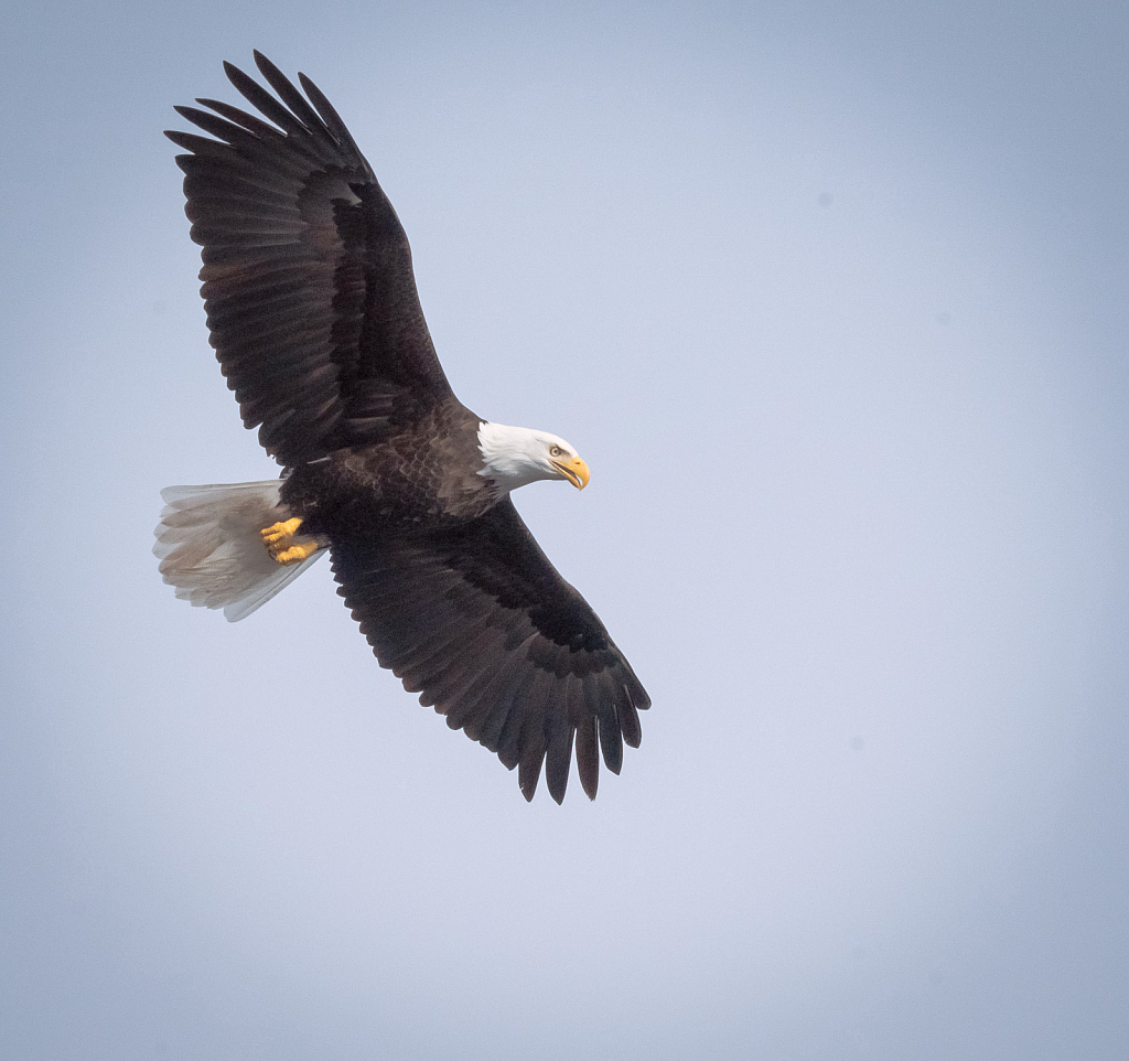Alaskan Eagle in Flight