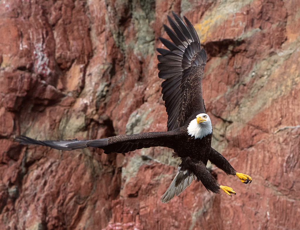 Alaskan Eagle Against Red Cliff