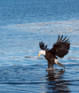 Eagle on Water
