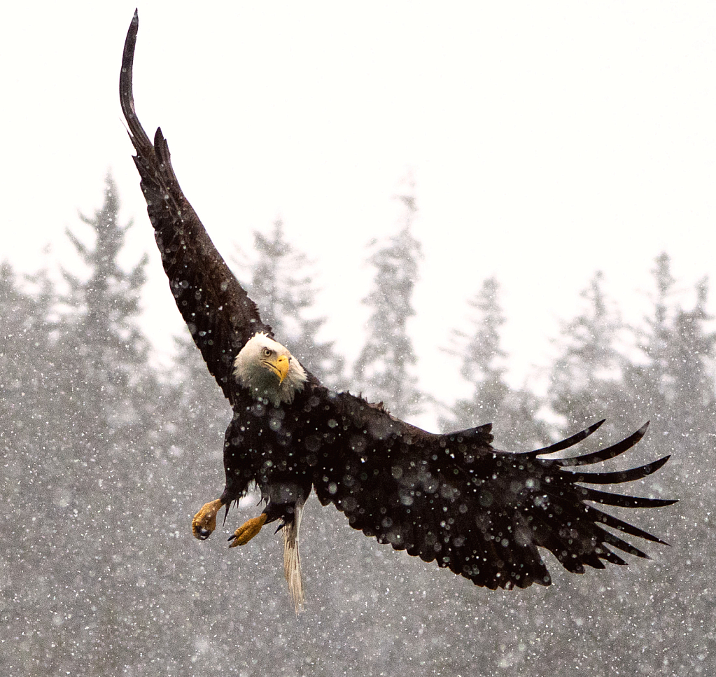 Eagle in Snowstorm