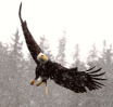 Eagle in Snowstor...