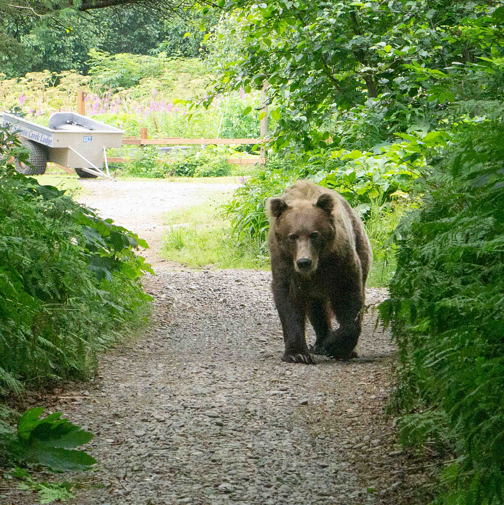 Bear in my Path