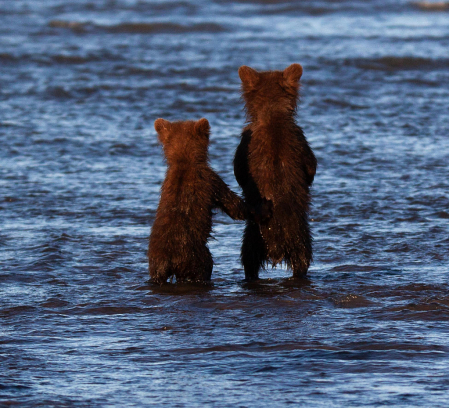 Baby Bears at Sunset