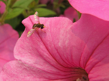 Hoverfly on Petunia