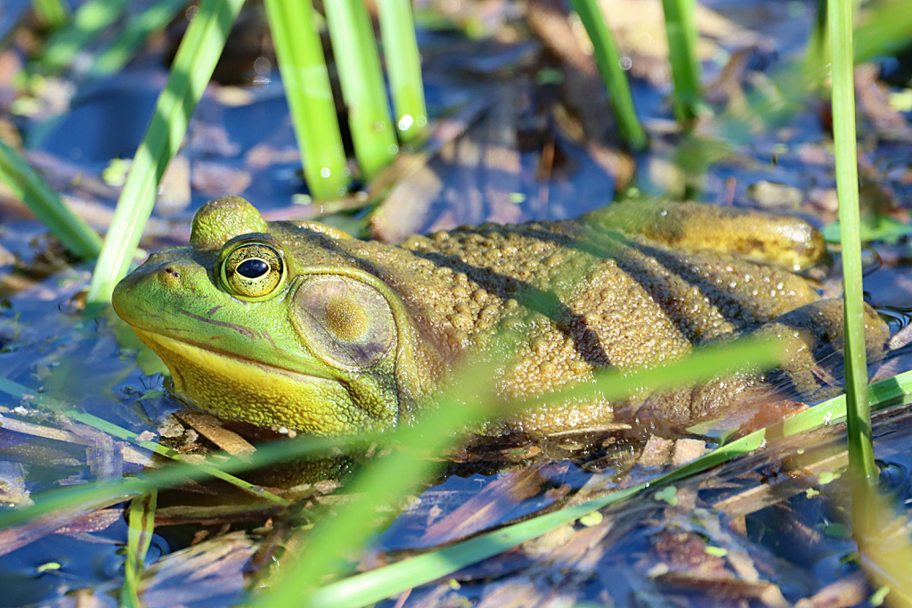 Green Frog - ID: 16004113 © Lori A. Nevers