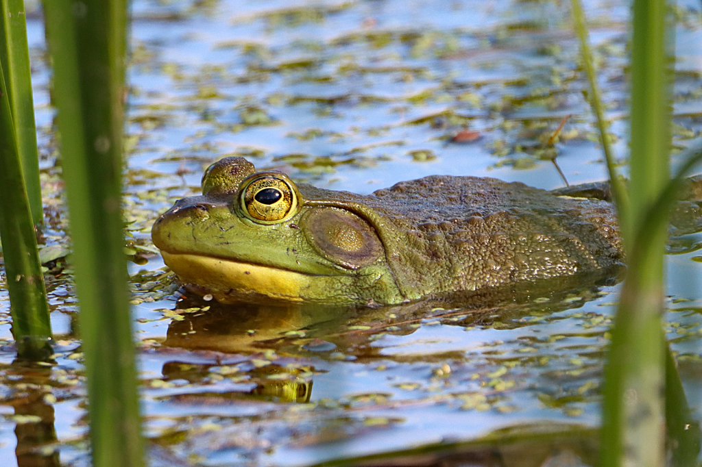 Green Frog 2 - ID: 16004114 © Lori A. Nevers