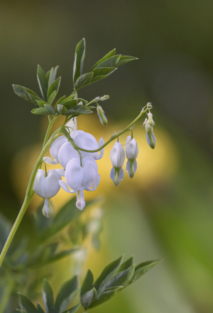 White Bleeding Heart