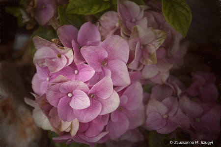 Hydrangea 