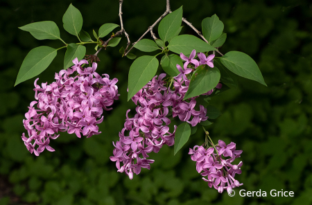 Lilac Time