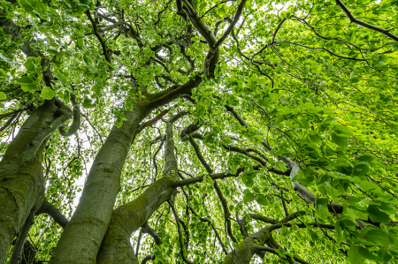 Under The Weeping Beech