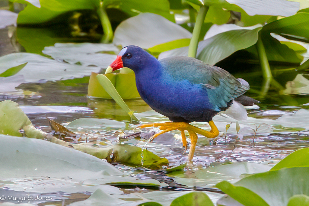 Gallinule out for a Walk