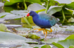 Gallinule out for...