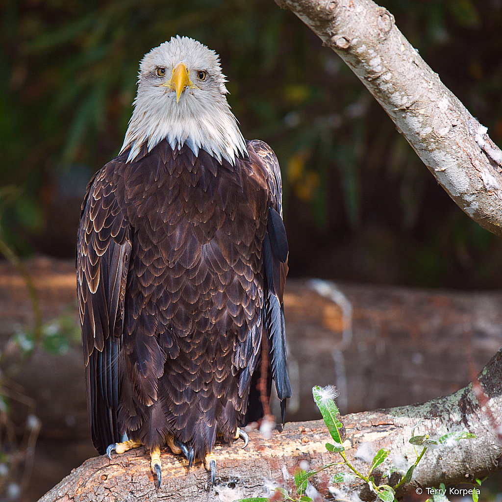 Bald Eagle