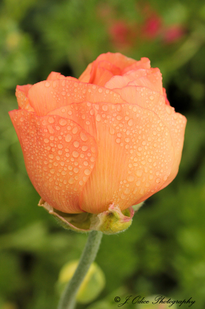Ranunculus and Dewdrops