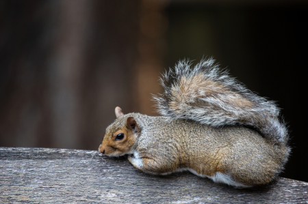 Resting Squirrel