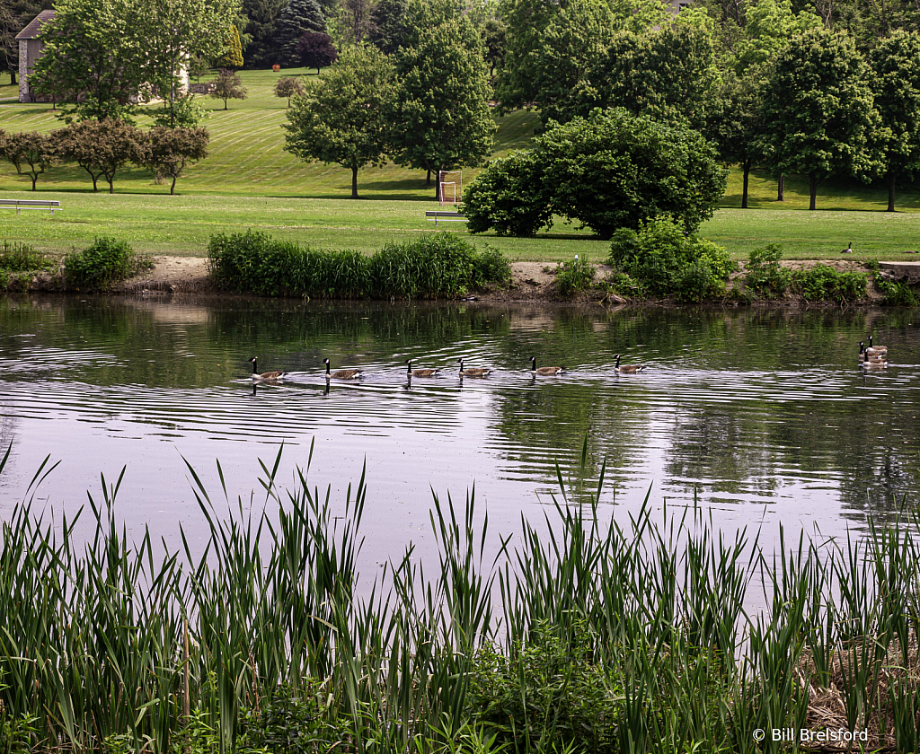 Geese Parade