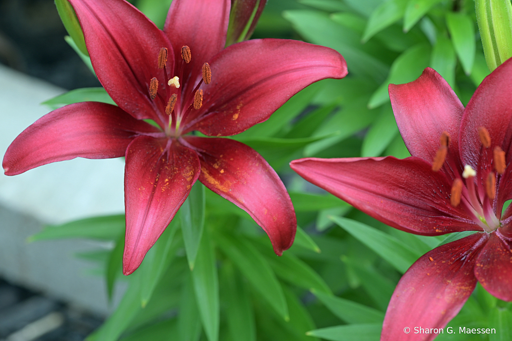 Lily Delights