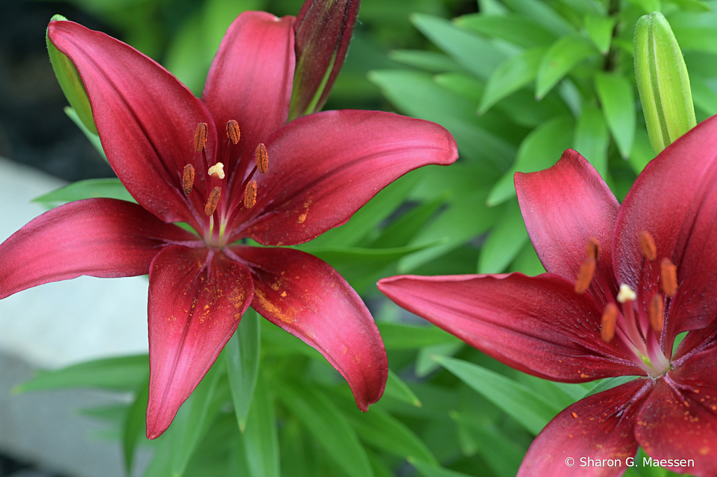Lilies Beginning to Bloom