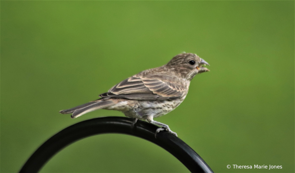 Little Birdy - ID: 16004504 © Theresa Marie Jones