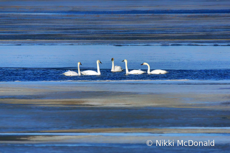 Stripes and Swans - Quintet