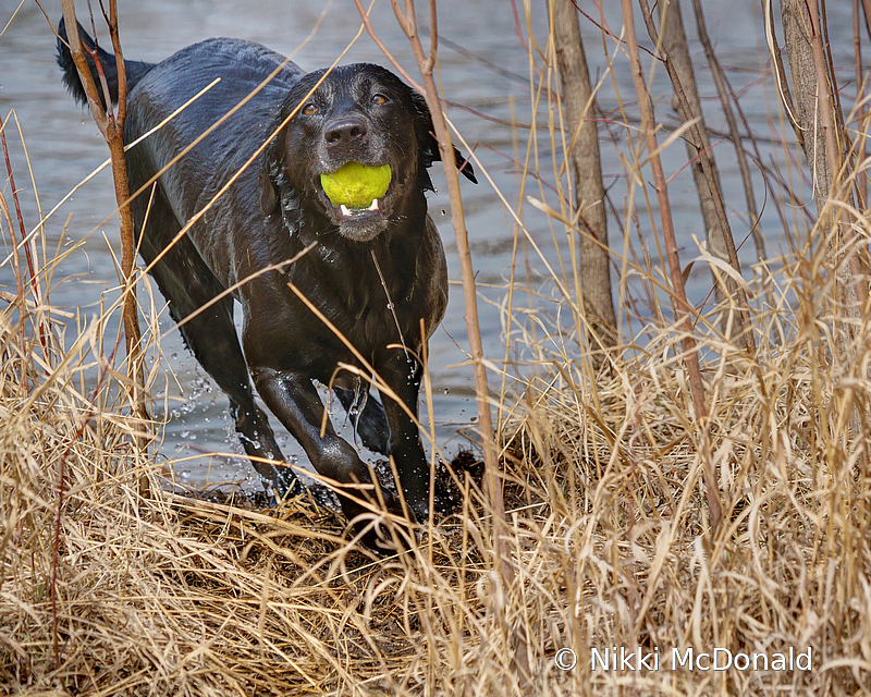 Maggie Loves to Fetch