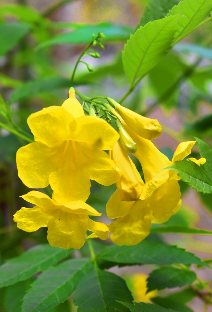 LIKE YELLOW BELLS