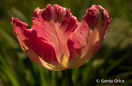 Backlit Tulip