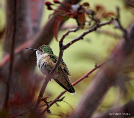 ~ Taking Shelter From The Rain ~