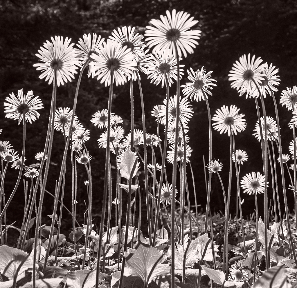 Leopardbane flowers in B&W.