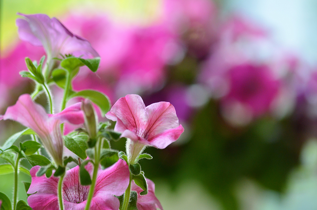 Pretty Petunias