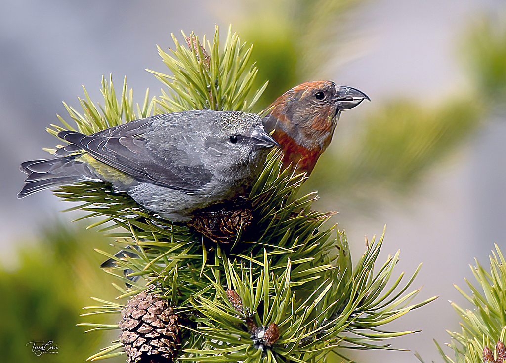 Crossbill Couple