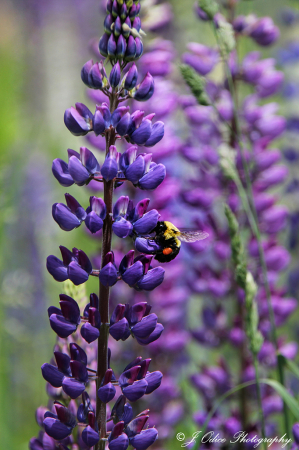 Lupine and Bee