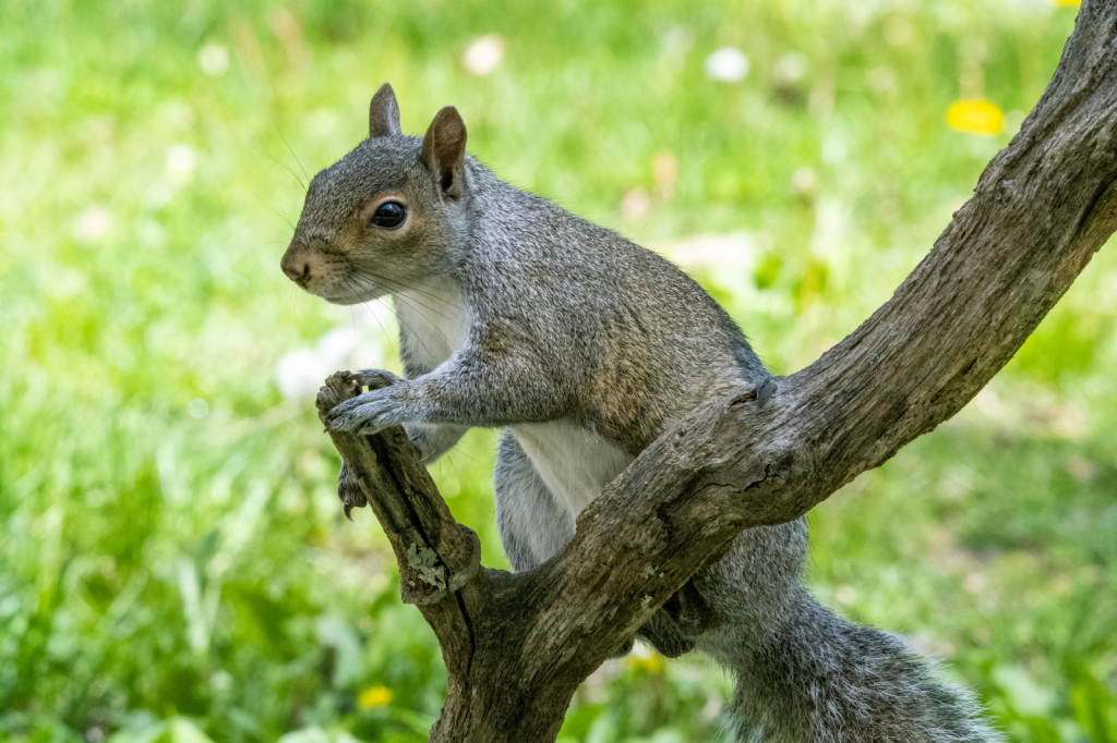 Squirrel Portrait