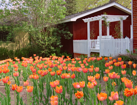 A Place To Watch The Tulip Festival