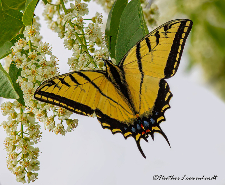 Tiger Swallowtail