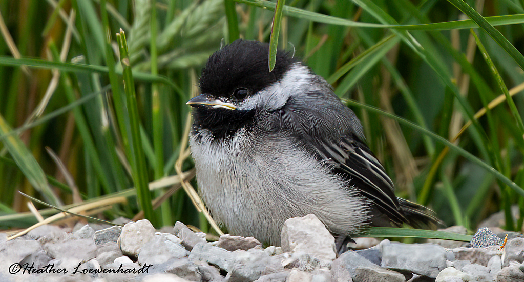 Chickadee Fledgling