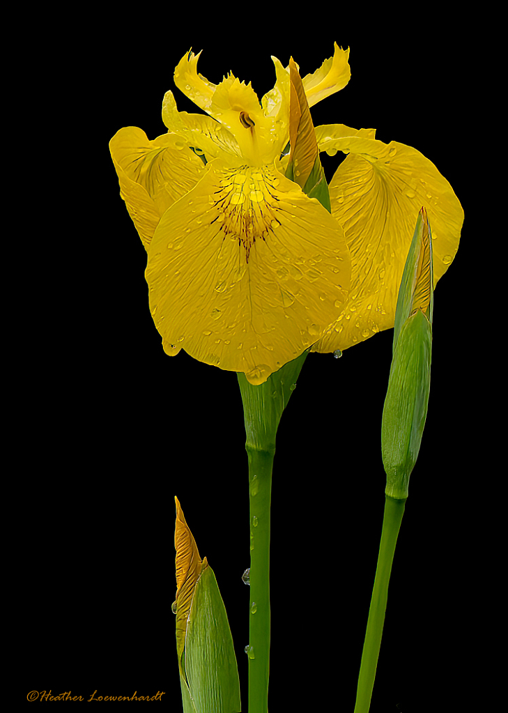 Yellow Water Iris